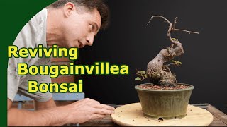 Bonsai Bougainvillea  More Growth Less Flowers [upl. by Yngad45]