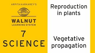 7 Science  Reproduction in plants  Vegetative propagation [upl. by Dorreg]