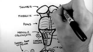 Spinal Pathways 2  Dorsal Column  Medial Lemniscus Pathway [upl. by Giesser]