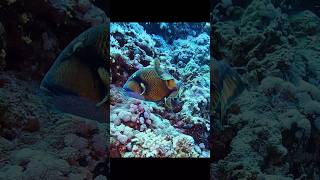 Titan Trigger Fish Closeup diving fish triggerfish underwatervideo redseadiving scubadiving [upl. by Cul]