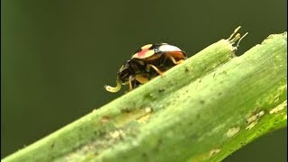 Killing fall armyworms naturally Summary [upl. by Kosse]