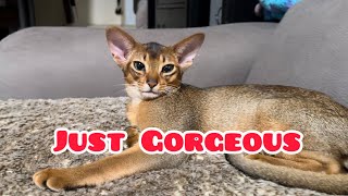 About Abyssinian cats 😻 [upl. by Adnawat411]