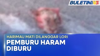 HARIMAU MATI DILANGGAR LORI  Pemburu Haram Disyaki Larikan Gigi Taring Kuku Pak Belang [upl. by Violet189]