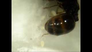 A queen ant Tetramorium caespitum laying an egg [upl. by Ahsikan498]