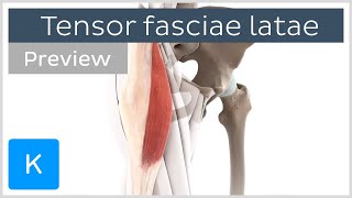 Functions of the tensor fasciae latae preview  Human Anatomy  Kenhub [upl. by Lokin]