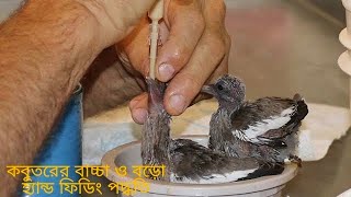 Pigeon Baby Hand Feeding পায়রার বাচ্চাকে কেমন ভাবে হ্যান্ড ফিডিং করে বড়ো করবেন।। [upl. by Browning]