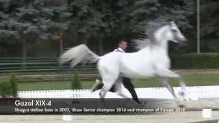 Shagya stallion GAZAL XIX4 [upl. by Alaham572]