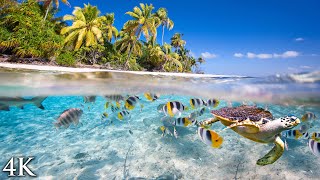 11 HOURS Stunning 4K Underwater footage  Music  quotTahiti Reef Relaxationquot Ambient Nature Film [upl. by Petras]