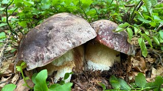 LA STORIA INFINITABEAUTIFUL MUSHROOMSTOP FUNGHI PORCINI 2024 [upl. by Fitzsimmons]