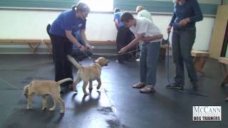 Teach Your Puppy To Do Tricks Headstart Puppies Enjoy Some Playtime [upl. by Akihsat]