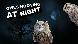 Owls hooting at night 8 hours of owl sounds hoot hoot [upl. by Nicolas513]