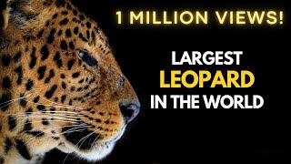 Largest Leopard in the World [upl. by Madea114]