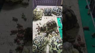 「陸龜日常」噠噠噠～再不開飯要暴動了turtle pets tortoise leopardtortoise iphone16promax 陸龜 [upl. by Apfel447]