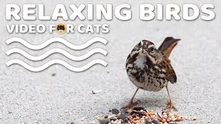 Relaxing Bird Video for Cats to Watch MOVIE FOR CATS  CAT TV [upl. by Downes789]