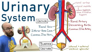 Urinary System  Structure Function Plastinated Kidney and Bladder 3D Model [upl. by Dasha658]