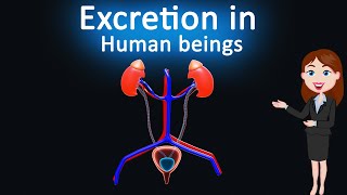 Excretion in Human beings  Life Process 3d animated explanation 10 Class Science [upl. by Shanly]