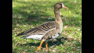 Greater whitefronted goose sounds [upl. by Nnairret]