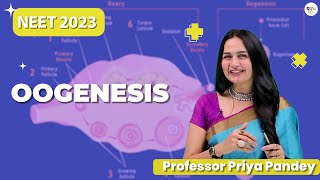 Oogenesis Class 12  NEET 2023  Priya Pandey Mam  neetbiology [upl. by Babara]