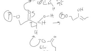 CHEM 407  Glycolysis  5  Triose Phosphate Isomerase [upl. by Artamas671]