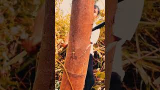 Cutting trees by hand Part MT survivalskills survival outdoorsurvival bambootools bushcraft [upl. by Bowden]