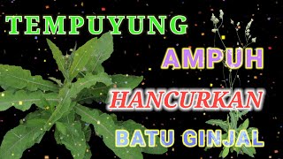 HERBAL TEMPUYUNG  Sonchus Arvensis [upl. by Eey834]