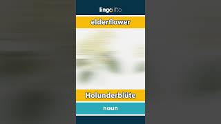 🇬🇧🇩🇪 elderflower  Holunderblüte  learn English  Lernen wir Englisch [upl. by Ahseiat]