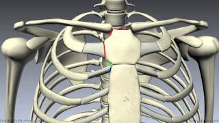 Sternum  3D Anatomy Tutorial [upl. by Atinniuq954]