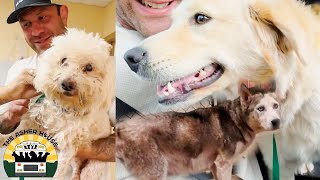 Rescuing an old smelly guy a terrified pregnant pup and a sweet angel golden mix  The Asher House [upl. by Gnahc854]