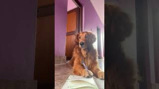 SIMBA 🐶 loves to Write Poem😁🙆🙅 shortsfeed youtubeshorts petlover [upl. by Aurita]