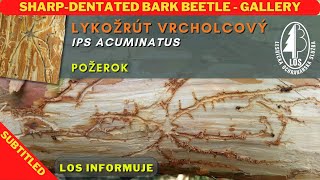 Lykožrút vrcholcový  Sharpdentated bark beetle Ips acuminatus  požerok  gallery [upl. by Annaerdna715]