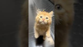 PO 🥔 CHEWED TATO’S 🦁 WHISKERS OFF ✂️😭‼️ fosterkittens babykittens orangecat fluffycat meow [upl. by Berns]