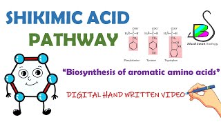 SHIKIMIC ACID PATHWAY  Biosynthesis of phenylalanine  Phenolic compounds  Secondary metabolite [upl. by Gordy]