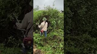 Cutting down trees Clean up house abandoned clean cleanup cuttingdown [upl. by Aihsik]