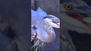 Birds birdsong birds nature birdsingingmusic birdrelaxingmusic youtubfeed youtubeviralshorts [upl. by Anaehr690]