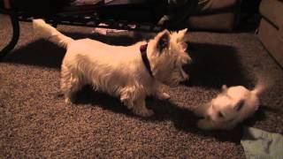 Westie Puppies Wrestle and Play with Parents [upl. by Aliahs]