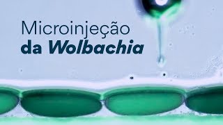 Microinjeção da Wolbachia [upl. by Lasko]