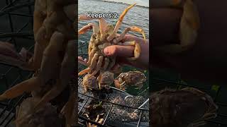 Dungeness Crabbing In the Bay  FULL Pots With BIG Keepers shorts crab oregon [upl. by Aydin]