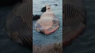 dead whale on the beach [upl. by Notyalk]