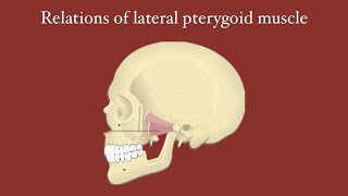 Relations of lateral pterygoid muscle [upl. by Gwyneth]