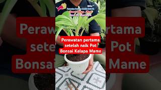 Perawatan Pertama Setelah Naik Pot Bonsai Kelapa Mame [upl. by Adyela]