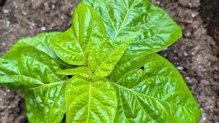 PRUNING MY PEPPER FOR A BUSHIER PLANT AND MORE FRUITS [upl. by Twelve]