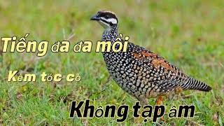 Tiếng đa đa mồi không tạp âm [upl. by Duhl]