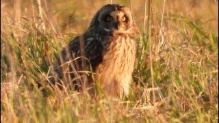 Short Eared Owl resting on the ground Kane County today [upl. by Krell]