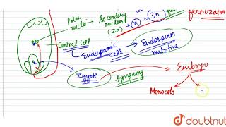 List the postfertilization events in angiosperms [upl. by Sirotek]