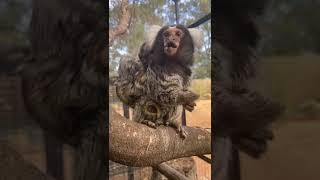 Marmoset Munchies Watch This Adorable Marmoset Enjoying a Snack at Zambi Wildlife Retreat [upl. by Aiket512]