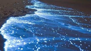 BIOLUMINISCENCIA en HOLBOX  Espectáculo🤩🤩 [upl. by Ecirtaemed]