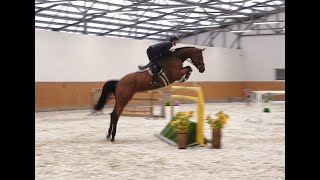 2017 mare Messeger  Chacco Blue [upl. by Selena]