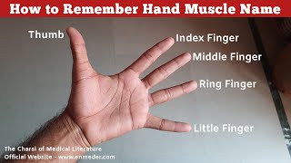 How to Remember Hand Muscle Name  Upper Limb Anatomy  TCML [upl. by Hsiri]