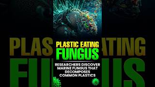 Can Fungus Save Our Oceans From Plastic Watch This [upl. by Grannias]