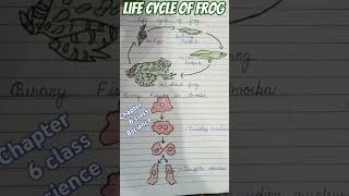 life cycle of frog class 8th chapter 6frog life cycle of frog [upl. by Nomrac]